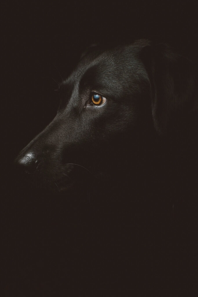 Schwarzer Hund im schwarzen Hintergrund