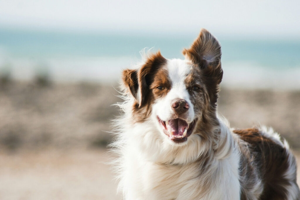 Treuer Hund